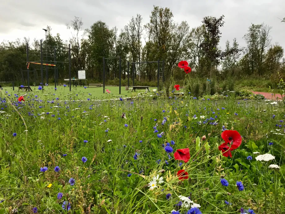 Blomster beplantet p&aring; Charlottenlund aktivitets- og friluftspark