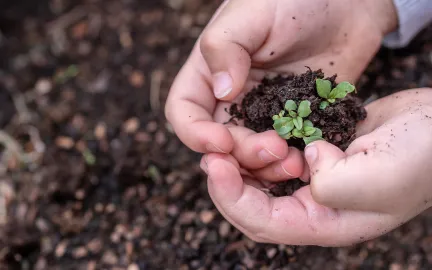 Fr&oslash;planting
