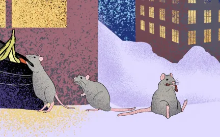 Illustrasjon av rotter som roter i s&oslash;pla