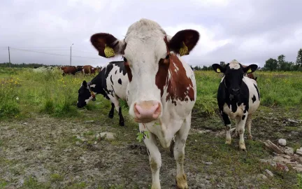 Troms&oslash;baserte melkekyr, som er nysgjerrige p&aring; den nye landbruksplanen. Foto: Ida Storslett Lund